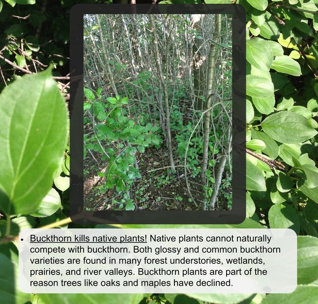 Buckthorn kills native plants
