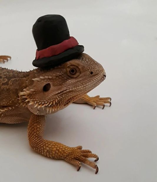 Bearded Dragon with custom top hat. Reptile, pets, 