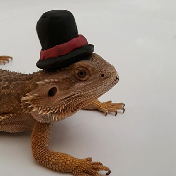 Bearded Dragon with custom top hat. Reptile, pets, Biscuit, Beardie,