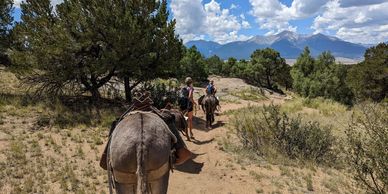 donkeys racing in buena vista, colorado