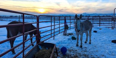 two donkeys at sunset in the snow