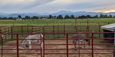 two donkeys eating hay with mountain background