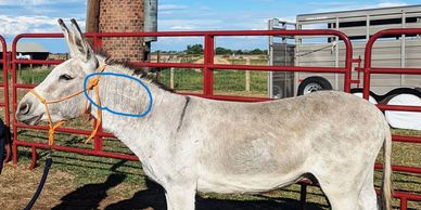 blm burro with barely visible brand