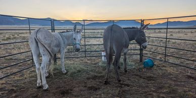two donkeys eating hay at sunrise