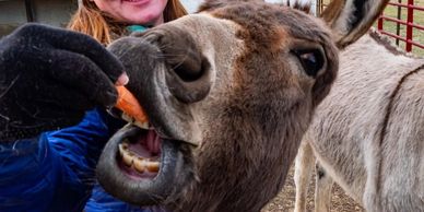 donkey eating carrot closeup