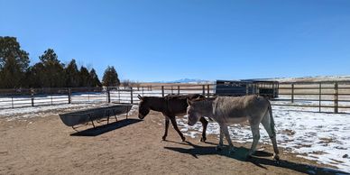 two donkeys and a feed trough