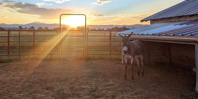 Disengaged donkey at sunset