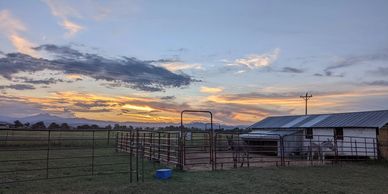 donkeys in paddock at sunset