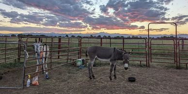 donkeys eating snacks at sunset