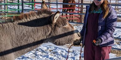 feeding a wild burro a carrot