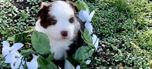 Big Country Stuffed Sway The Australian Shepard