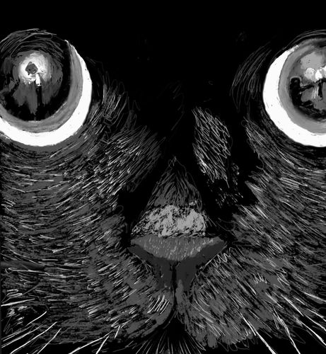 Extreme close up portrait of cat named “Cookie”