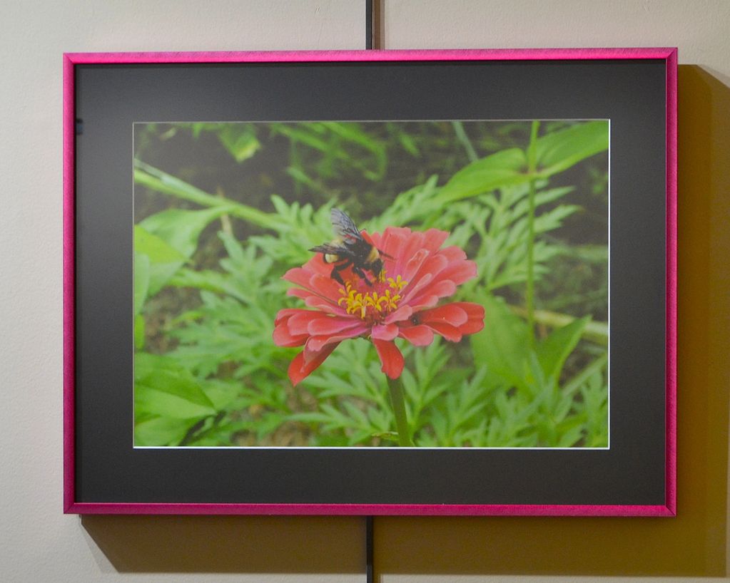 A bee on a vibrant pink flower in a framed photo.