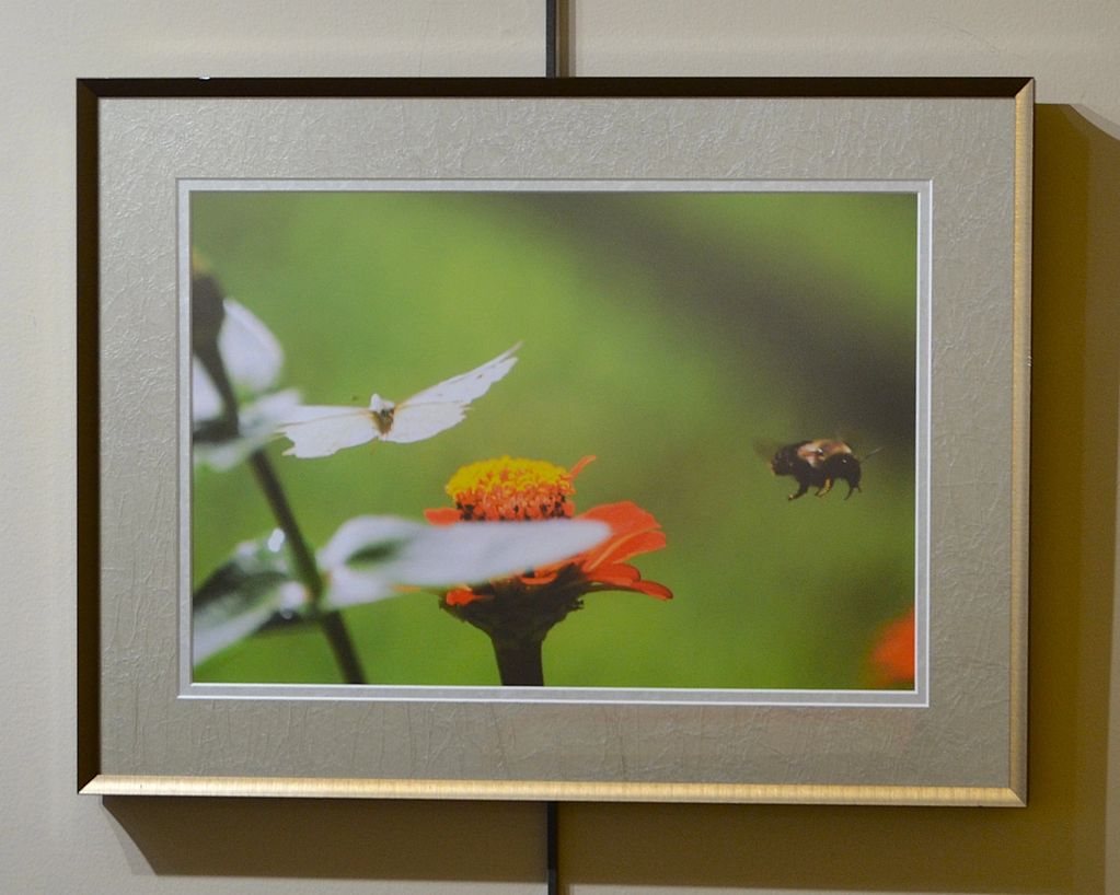 Framed photo of a butterfly and a bee near a vibrant flower.
