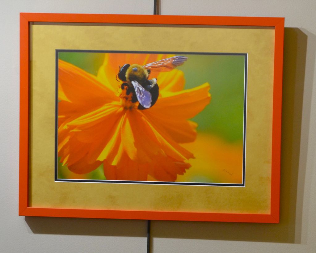 Framed photo of a bee on a vibrant orange flower with an orange border.