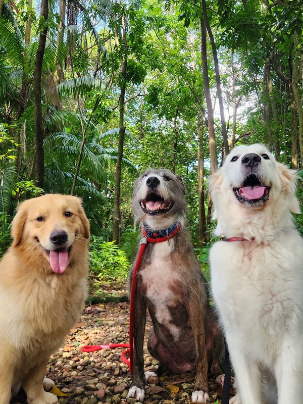 Three dogs on an outside walk through a wooded area on a sunny day.