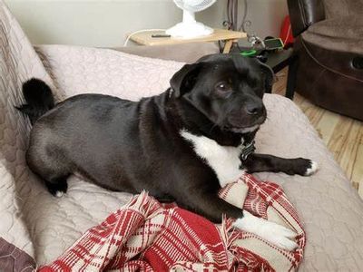 A dog laying on a couch.