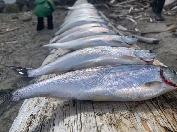 Ice fishing for Kokanee on chimney lake, Snipes Adventures travels to  chimney lk Kokanee fishing, By Snipes adventures