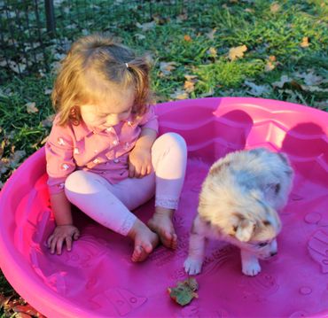 child and Australian Shepherd puppy