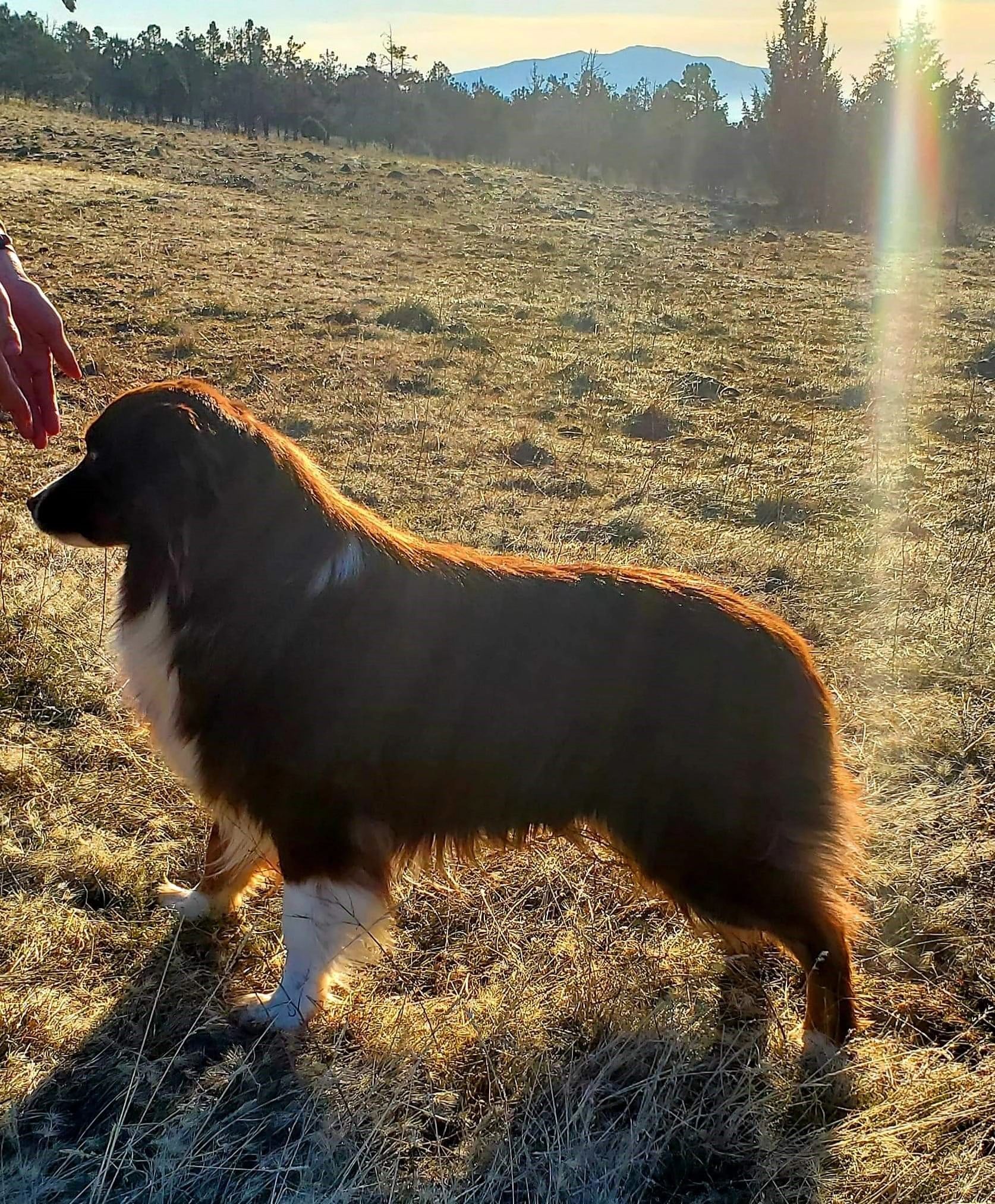 Red tri BET Australian Shepherd