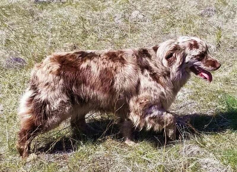 red merle australian shepherd Slash V