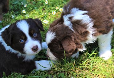 australian shepherd puppies