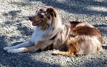 red merle australian shepherd