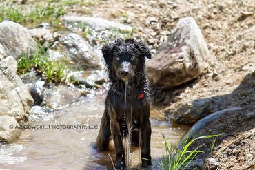 blue eyed black australian shepherd puppy