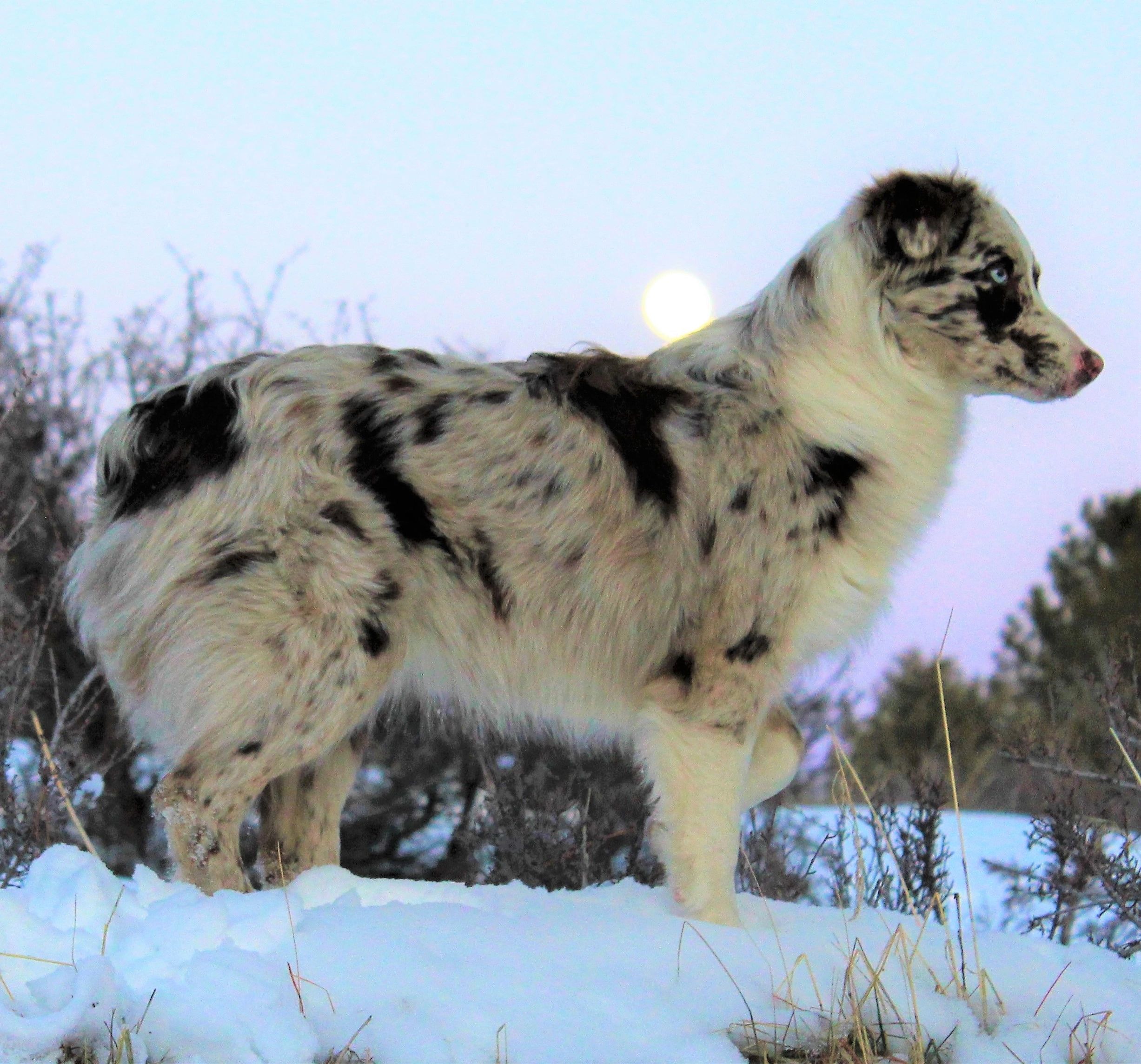 red merle australian shepherd female