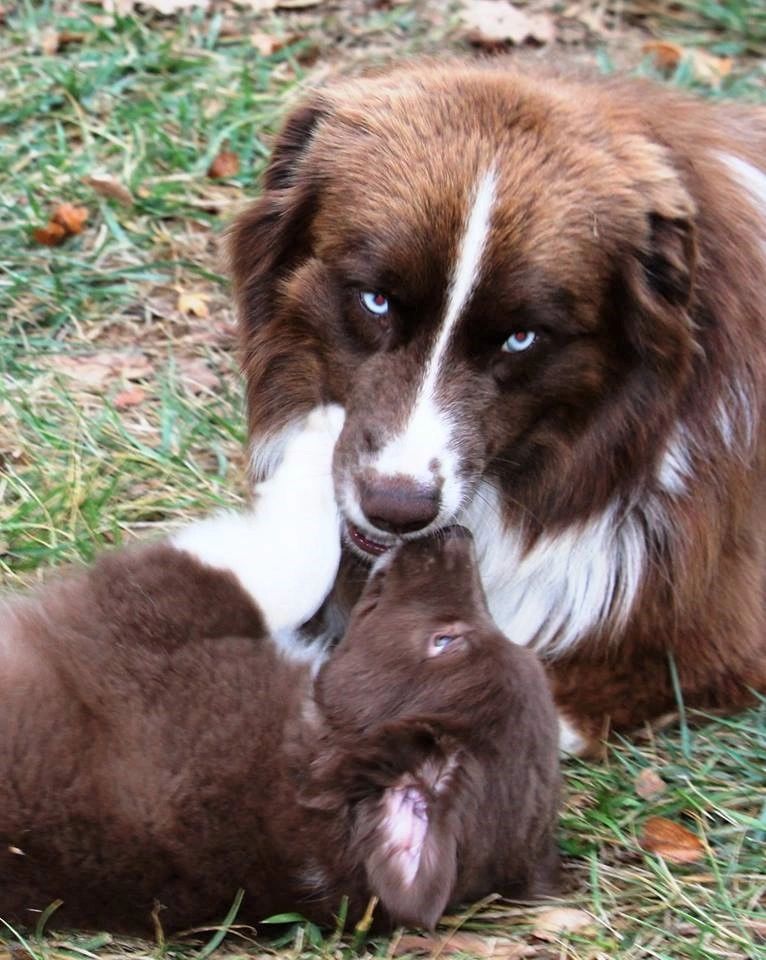 Australian Shepherd dog and puppy