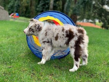 red merle australian shepherd puppy