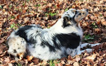 blue merle Australian Shepherd female