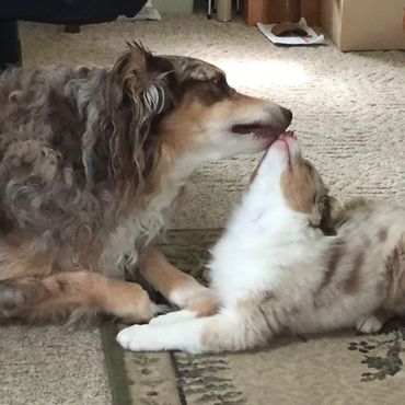 Australian Shepherd dog and puppy