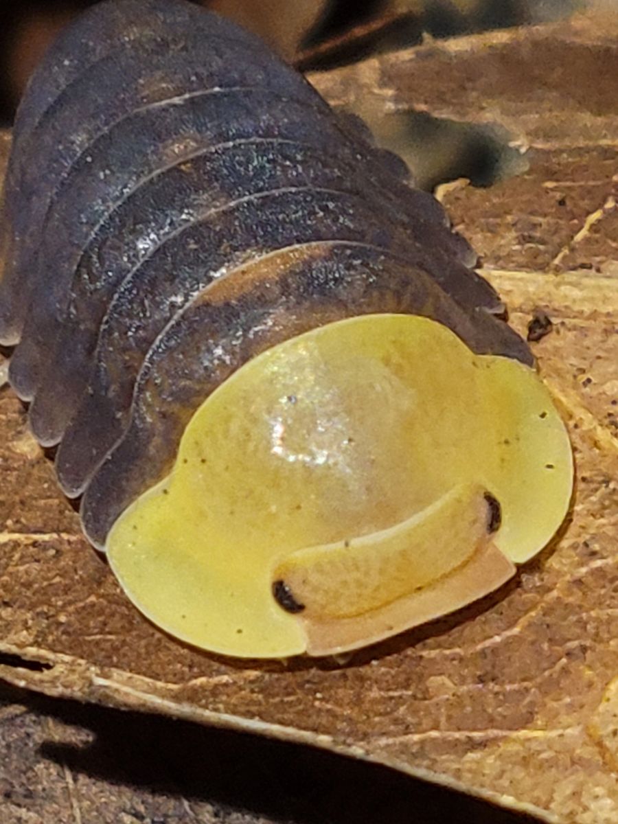 Cubaris sp. 'rubber ducky' black velvet choker