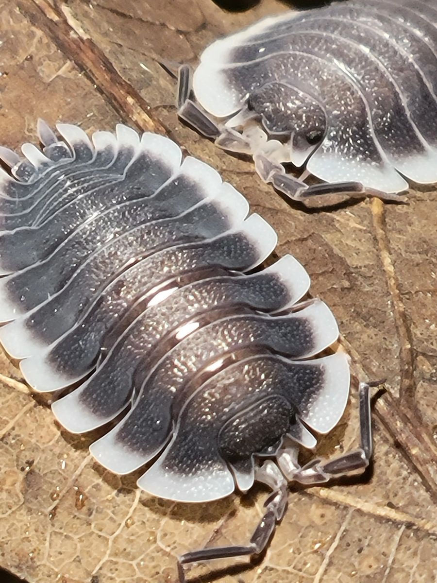 Porcellio Werneri 10 Count