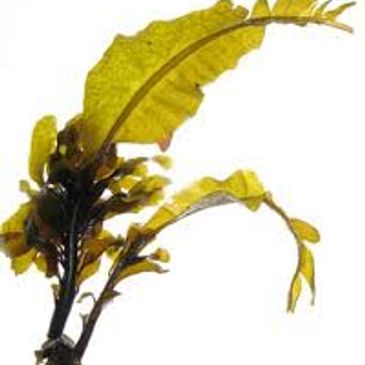 Alaria marginata, Alaskan wakame