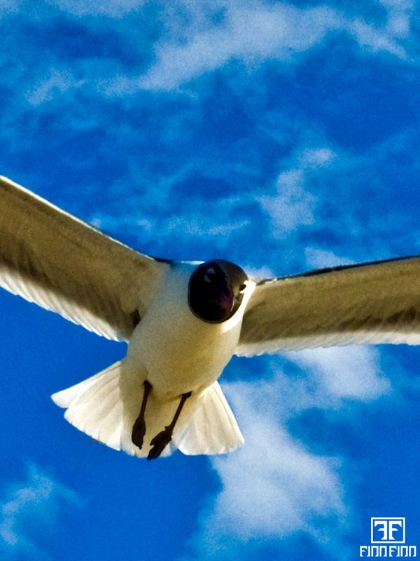 A black-headed gull flying against a blue sky.