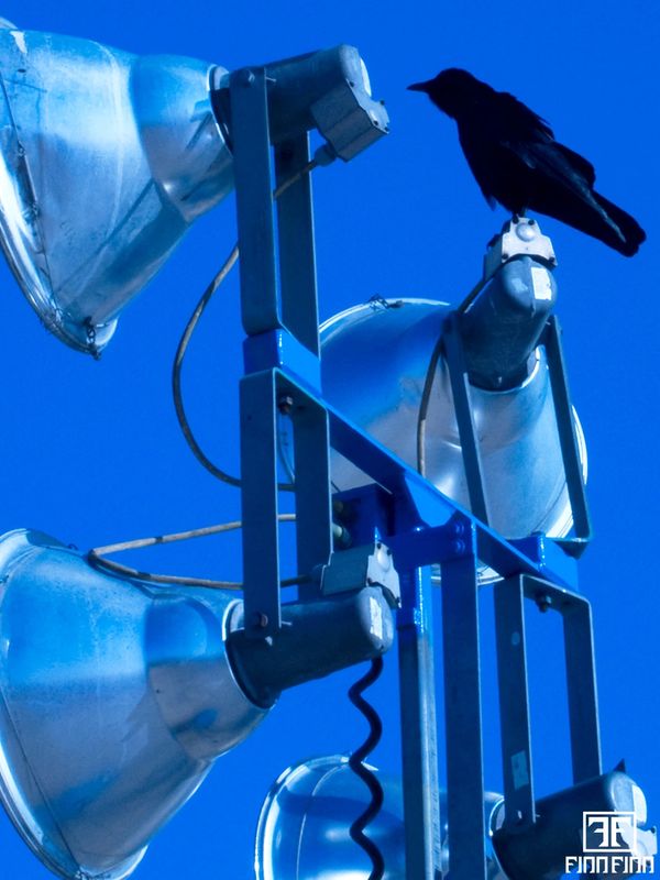 A black bird perched on a stadium floodlight against a clear blue sky.