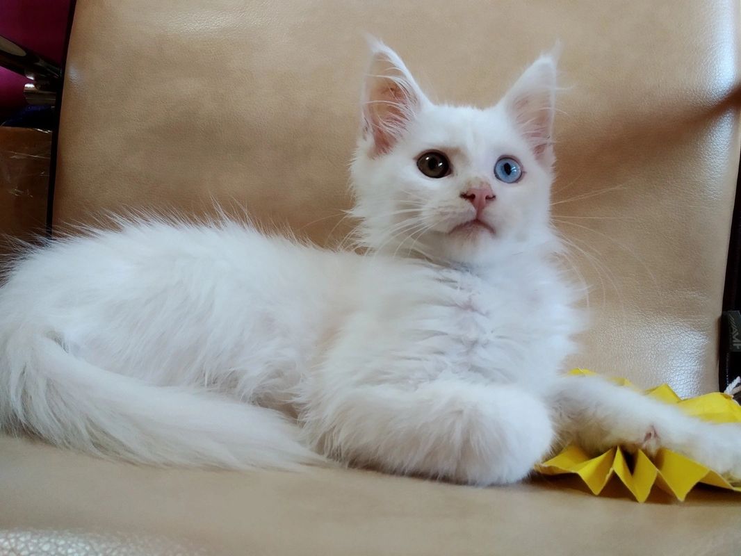 Maine Coon Kitten For Sale Lionheart Cattery