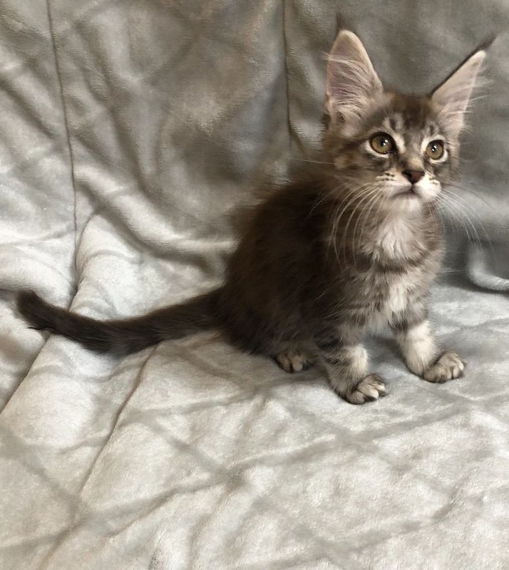 Maine Kitten for Sale - CATTERY