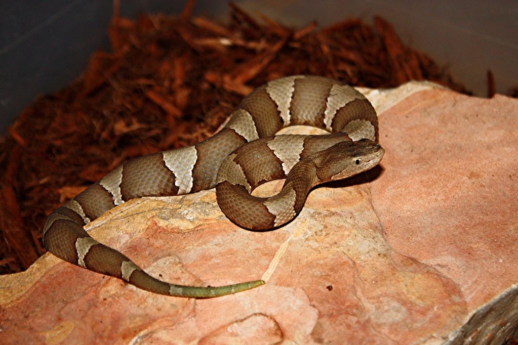 COPPERHEAD - JUVINILE BROAD-BANDED