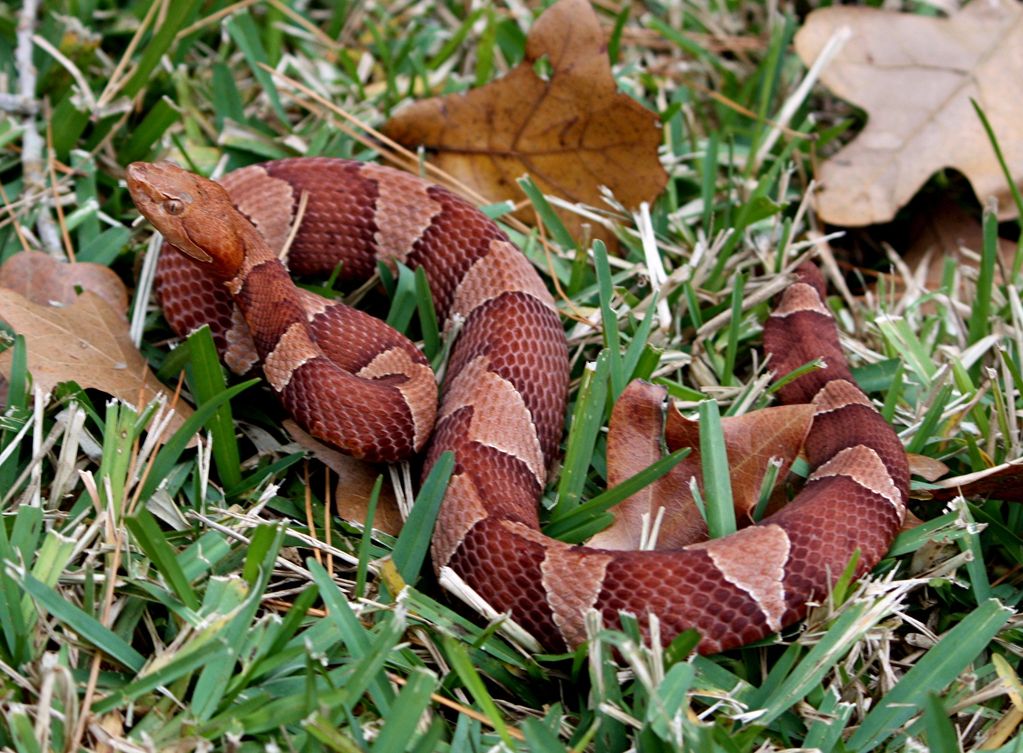 COPPERHEAD - TRANS-PECOS            (Agkistrodon contortrix pictigaster)