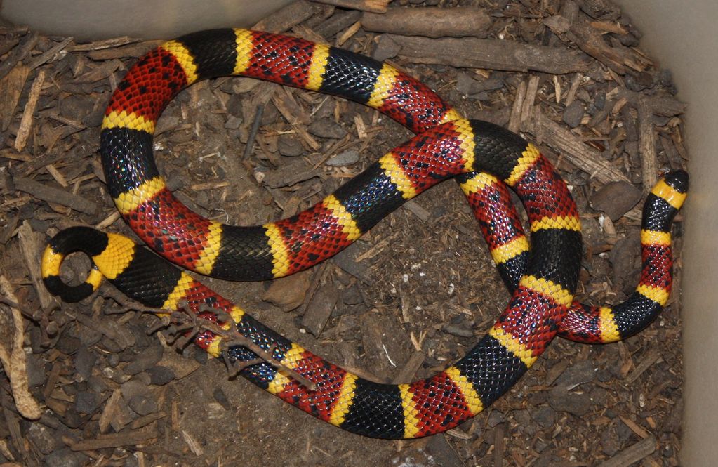 CORAL SNAKE - TEXAS                                 (Micrurus fulvius tener)