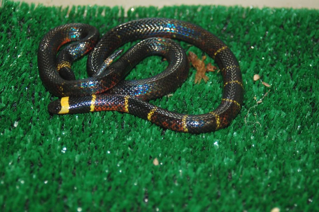 CORAL SNAKE - TEXAS - MELANISTIC