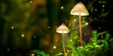 Discover synchronicities and signs through nature’s mysterious glowing mushrooms and magical moments