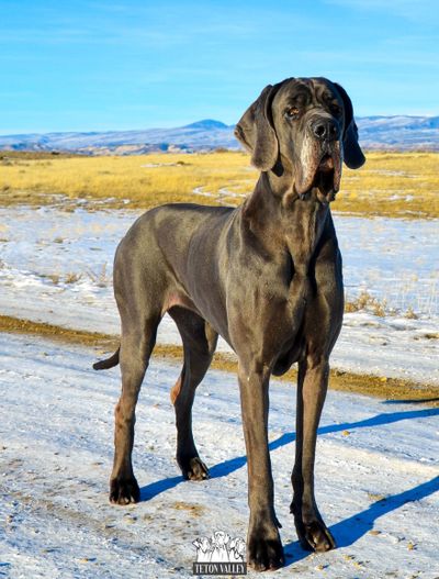 Blue female best sale great dane