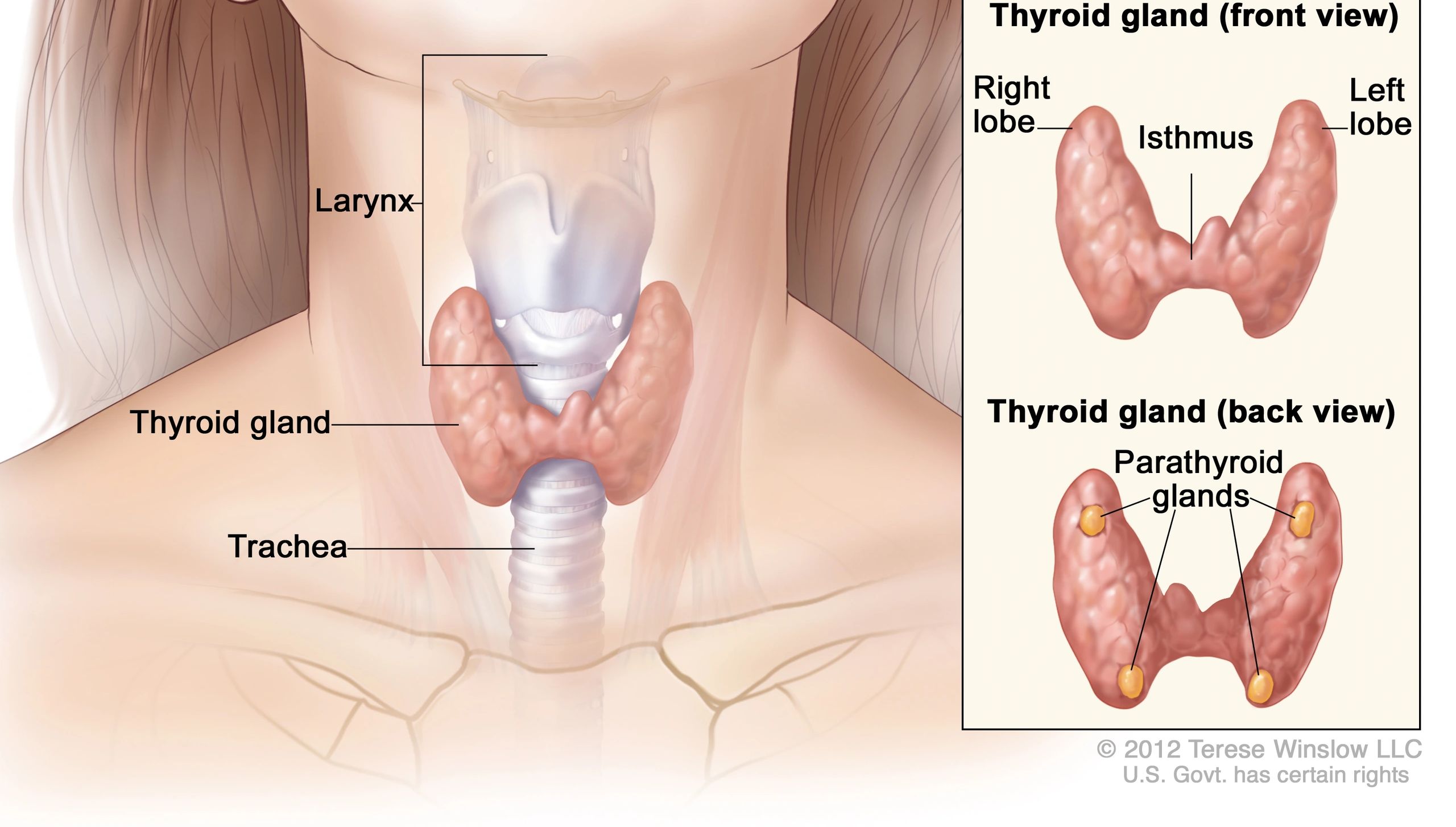 thyroid gland images