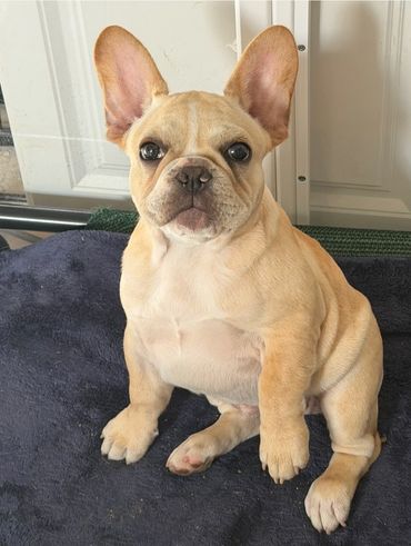 Adorable tan French Bulldog puppy sitting on a dark blanket indoors.