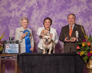 French Bulldog wins 1st place in American Bred Dog Class competition.