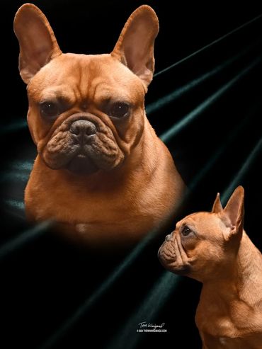 Portrait of a serious French Bulldog with spotlight effect.